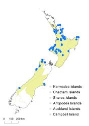 Lindsaea viridis distribution map based on databased records at AK, CHR and WELT.
 Image: K. Boardman © Landcare Research 2016 CC BY 3.0 NZ